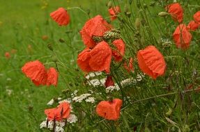 wet Poppies with bowed heads on meadow at rain