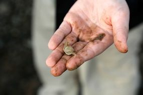 Hand Crab Beach Nature Kid Sea