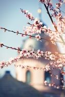 branches of blooming magnolia on the background of the cathedral