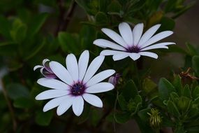 two white daisies with a purple core in the dark