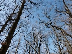 leafless treetops