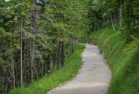 forest promenade in upper Bavaria