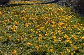 yellow Crocuses Blooming on meadow