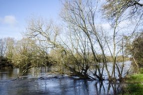 River Trees