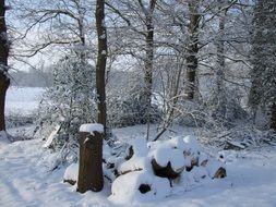 winter snow landscape frozen trees