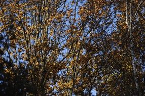 Autumn Leaves Natural
