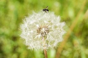 fly on a fluffy white dandelion
