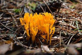 closeup view of small orange mushrooms among the needles