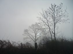 bare tree tops in fog at morning