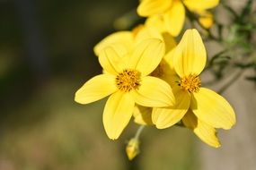 Bidens Ferulifolia or goldweizahn