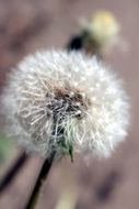 Dandelion or Taraxacum