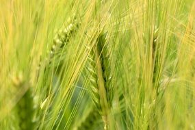 yellow-green wheat field