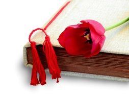 tulip in the old photo album