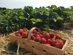 strawberries in a basket on a straw on a field