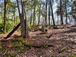 Forest Trees Log