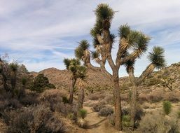 joshua tree landscape