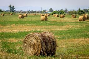 rolled haystacks on a rural field