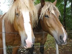 portrait of two light brown horses in the paddock