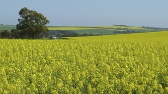 yellow rural field in summer