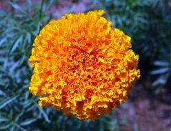 marigold flower annual blossom