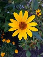 Yellow Flower bloom view