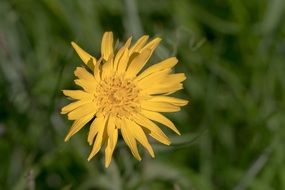 low yellow flower in spring