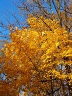 yellow tree foliage in autumn