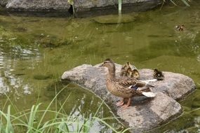 duck with a family on a stone in a pond