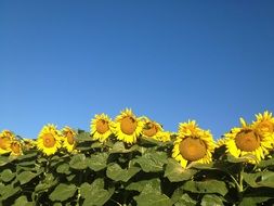row of blooming Sunflowers at blue sky