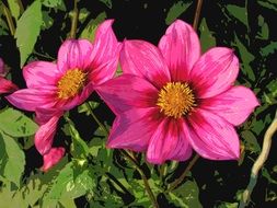 pink dahlia autumn garden