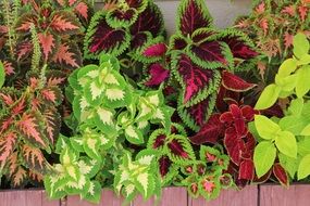 variety of plants with colorful foliage