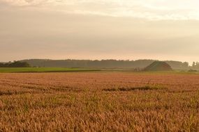 ripe Cornfield in countryside at morning