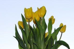 bouquet of yellow tulips on a blue background