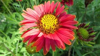 red garden flower