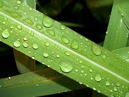 Water Dropson green grass leaf