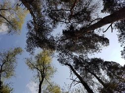 Crowns of the trees