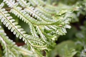 beautiful Green Fern Leaves close up