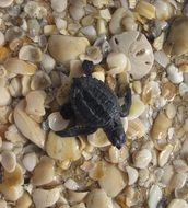 Sea small Turtle