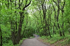 Landscape of forest park