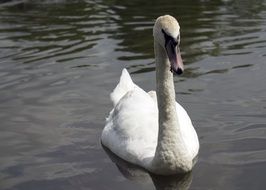 Swan Lake Water