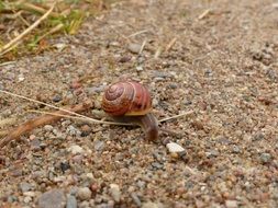 Snail on a ground