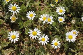 daisies on the grass under the bright sun