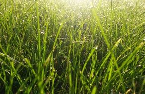 green grass in the rays of bright sunlight