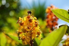 Bee at top of yellow inflorescence