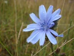 delicate blue cornflower on the field