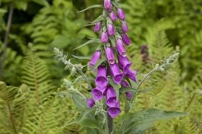 purple oblong flower among fern