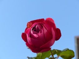 dark red rose against the blue sky