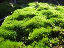 bright green moss on the stone