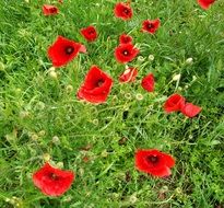 Picture of the Red poppies in a meadow