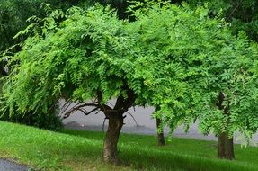 green park tree